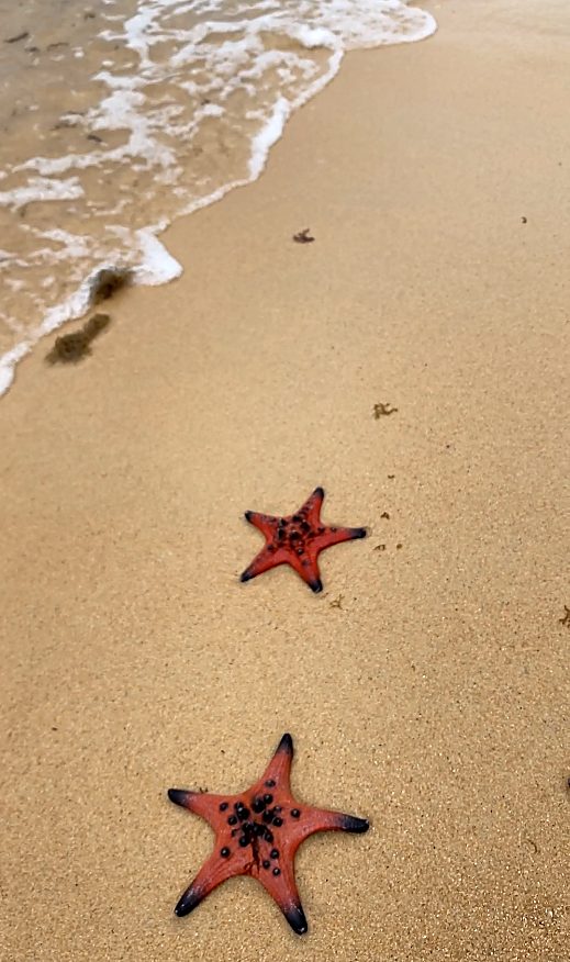 Starfish Beach in north Phu Quoc