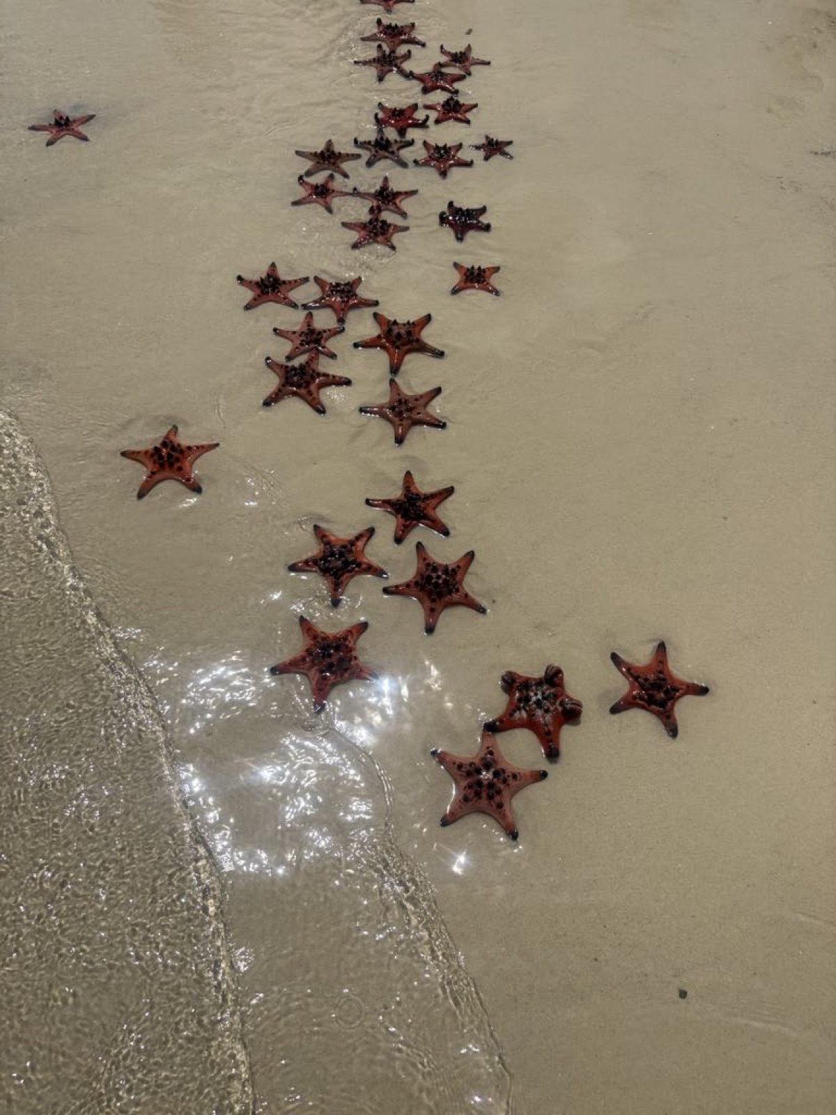 Starfish Beach on the Phu Quoc city tour